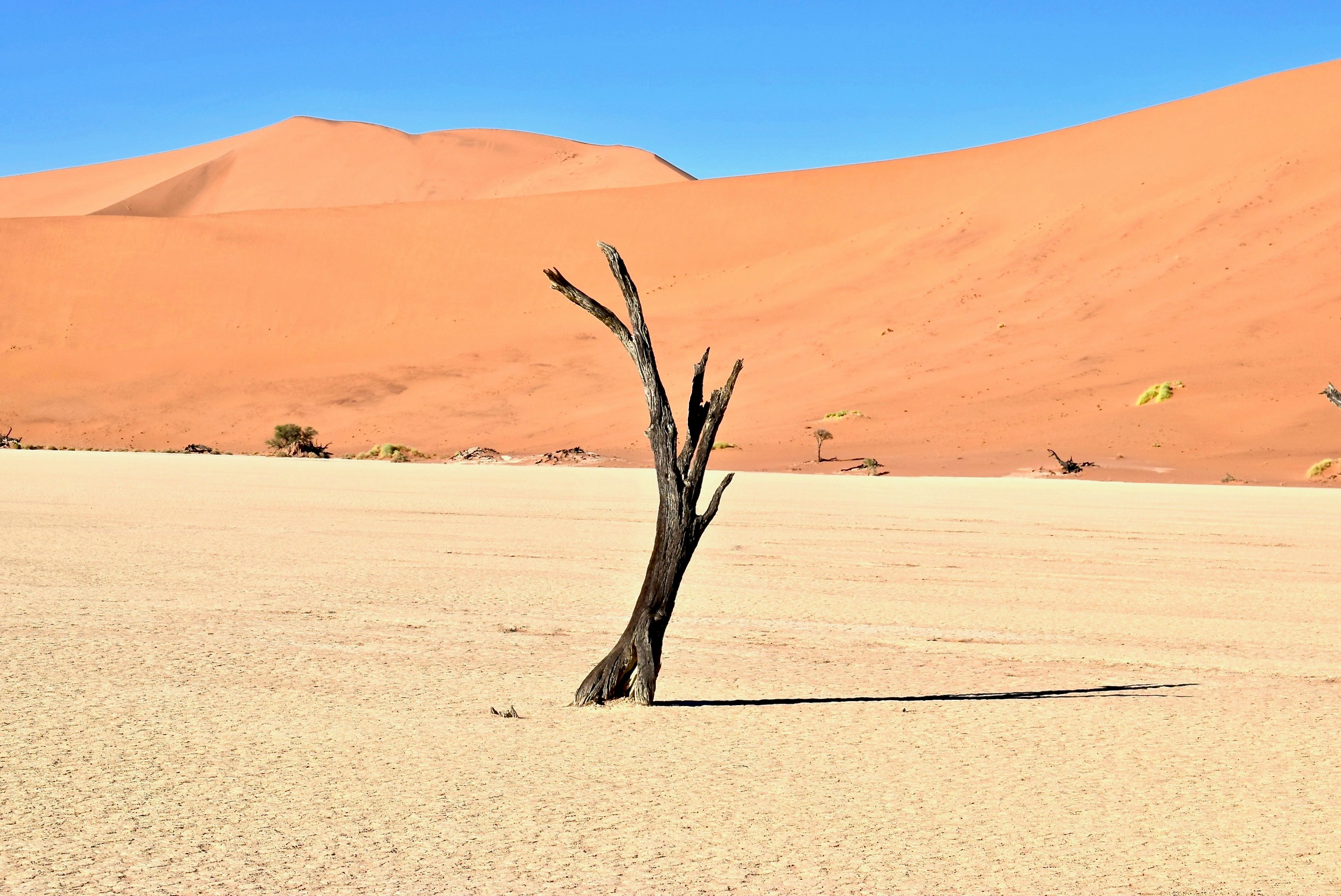 brown driftwood on desert